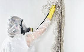 Best Black Mold Removal  in Tappan, NY